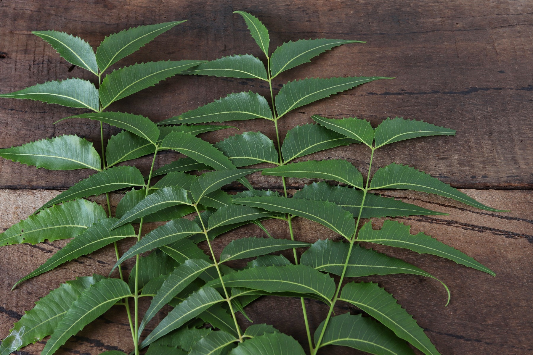 neem leaves